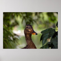 el pato poster