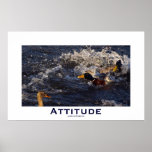El pato silvestre de la actitud Ducks los posters 