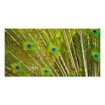 El PAVO REAL Peacock-plumage-texture944 EMPLUMA la Tarjetas Fotográficas Personalizadas