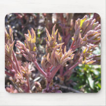 El Peony florece Mousepad