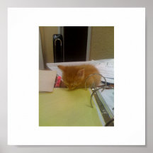 El pequeño dormir lindo del gatito impresiones