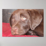 El perrito del laboratorio del chocolate reflexion poster