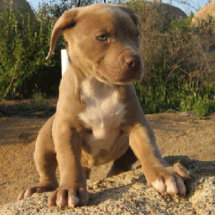 el perrito del pitbull surge escultura fotografica