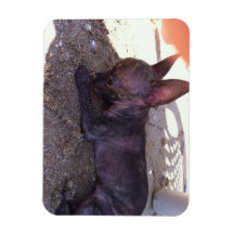El perro más lindo imán