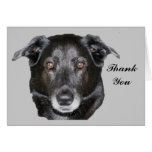 El perro negro del labrador retriever le agradece  felicitacion 