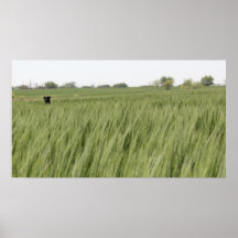 El perro y el campo posters