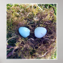 El petirrojo vacío Eggs la lona Poster
