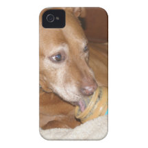 el pitbull ama el butterpeanut del cacahuete Case-Mate iPhone 4 protectores