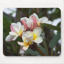 El Plumeria florece Mousepad