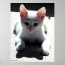 El poster blanco del gatito