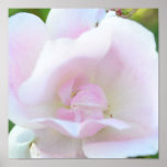 El poster color de rosa rosado más suave