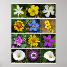 El poster de la flor clasificada