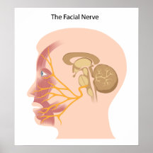 El poster del nervio facial