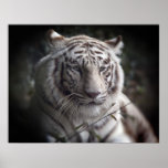 El poster vigilante del ojo del tigre