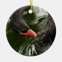 El Preening del cisne Ornamentos Para Reyes Magos