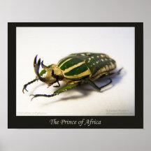 El príncipe de África Impresiones