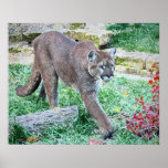 El puma I Poster