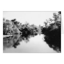 El río de Lostman, marismas de la Florida, octubre Felicitacion