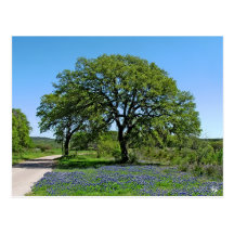 El roble y los Bluebonnets acercan a Johnson City, Tarjetas Postales