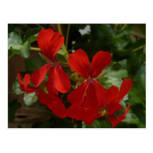 El rojo florece la postal del |