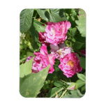 El rosa bonito florece el imán