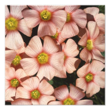 El rosa florece el alazán de madera, Oxalis Foto