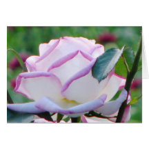 El rosa teñió la tarjeta de felicitación del rosa 