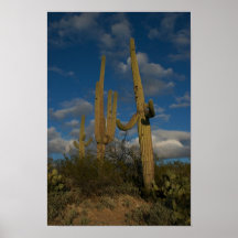El Saguaro 3 Posters