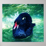 El salpicar del cisne impresiones