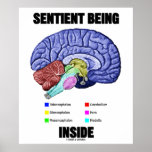 El ser sensible interior (cerebro anatómico) posters