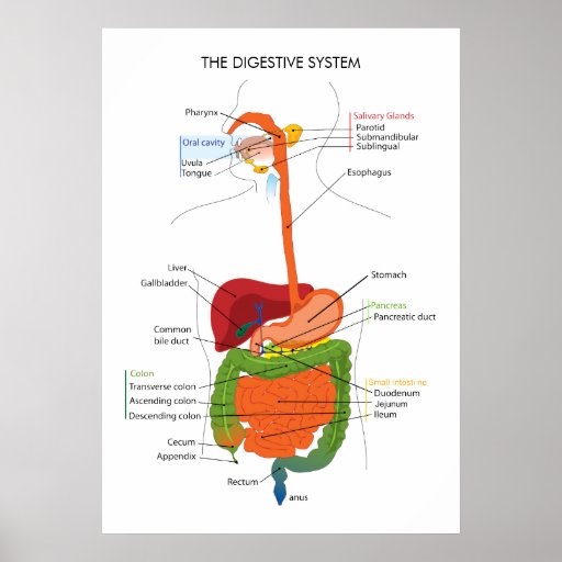 El sistema digestivo impresiones