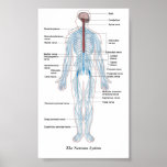 El sistema nervioso poster