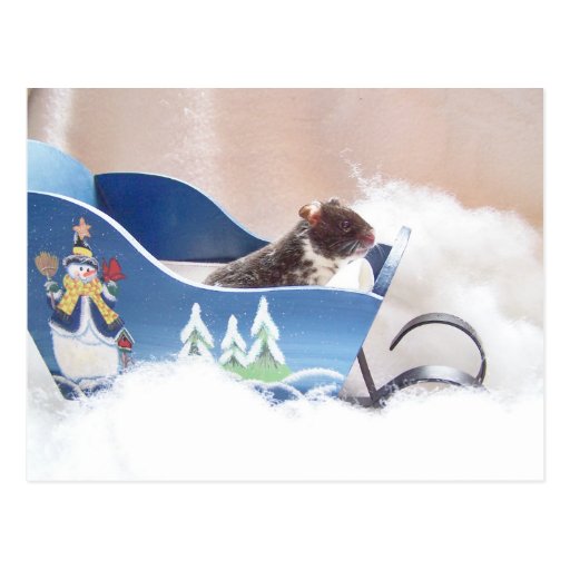El sledding de Noah del hámster Tarjetas Postales