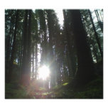 El sol en el bosque arte fotográfico