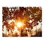 El sol es brillante tarjetas postales