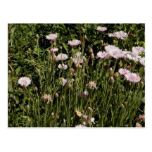 El soltero rosado abotona la postal floral