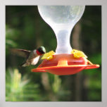 El sorber del colibrí poster