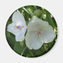 El Spiderwort florece el imán del ~