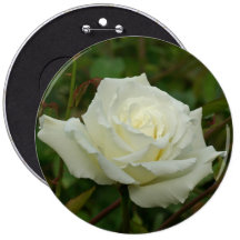El té híbrido blanco "señora Herberto Stevens" sub Pins