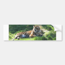 El tigre de Helaine Pegatina De Parachoque