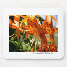 El tigre lilly florece con el mousepad del insecto