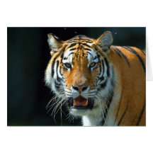El tigre siberiano tarjetón