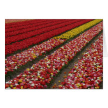 El tulipán coloca Holanda Tarjeta