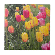 El tulipán florece la teja