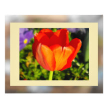 El tulipán impresiones fotograficas