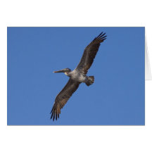 El volar de las alas de los pelícanos felicitaciones