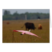 El volar de los Spoonbills Tarjeton