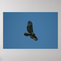 El volar libremente posters
