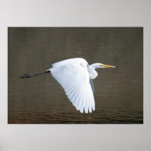 El "vuelo del Egret " Poster