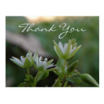 El Wildflower le agradece postal